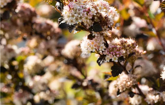 Physocarpus opulifolius 'Little Devil' Physocarpus opulifolius 'Little Devil'