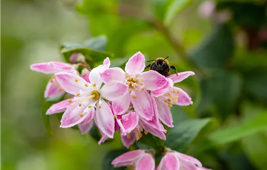 Deutzia hybrida 'Strawberry Fields' Deutzia hybrida 'Strawberry Fields'