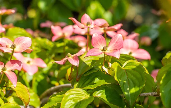 Cornus kousa 'Satomi' Cornus kousa 'Satomi'