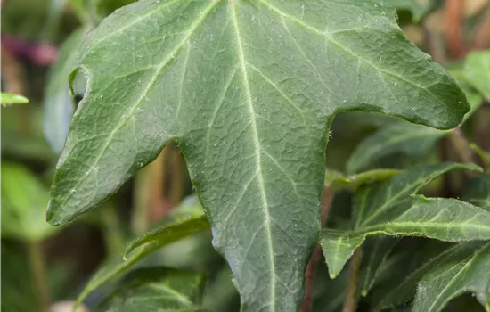 Hedera helix 'Green Ripple' Hedera helix 'Green Ripple'