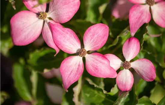 Cornus kousa 'Scarlet Fire' Cornus kousa 'Scarlet Fire'