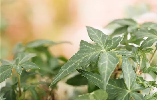 Hedera helix 'Heron' Hedera helix 'Heron'