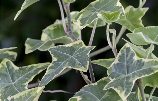 Hedera helix 'Little Diamond' Hedera helix 'Little Diamond'