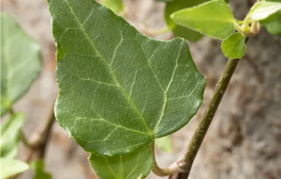 Hedera helix 'Mein Herz' Hedera helix 'Mein Herz'