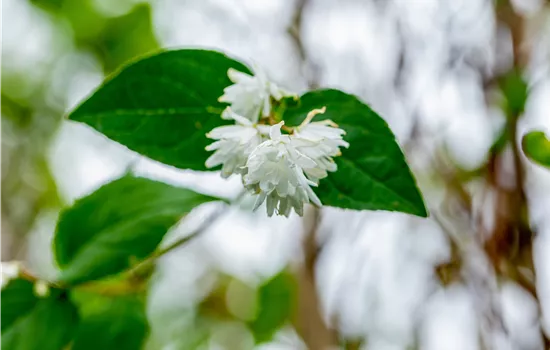 Deutzia scabra 'Pride of Rochester' Deutzia scabra 'Pride of Rochester'