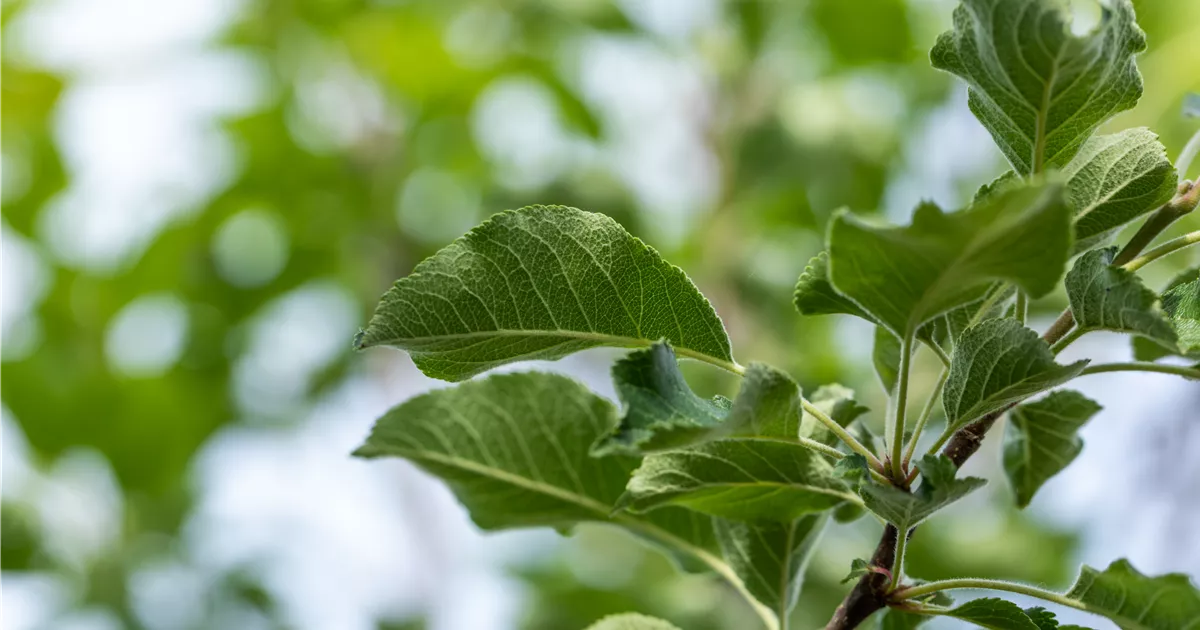Malus 'Resi' -S- CAC
