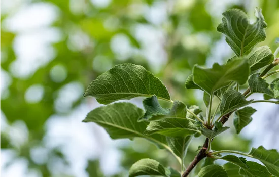 Malus 'Resi' -S- CAC Malus 'Resi' -S- CAC