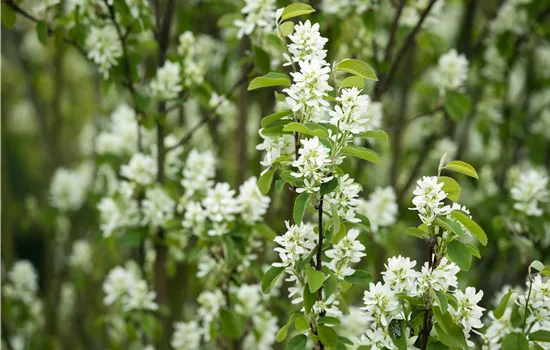 Amelanchier rotundifolia Amelanchier rotundifolia
