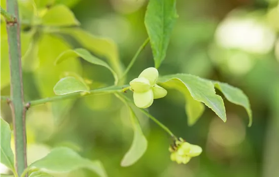 Euonymus europaeus