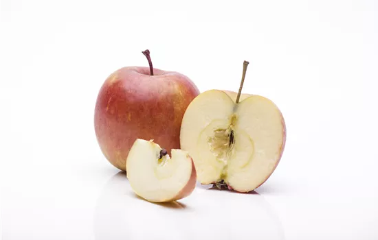 Malus 'Rhapsodie' Malus 'Rhapsodie'