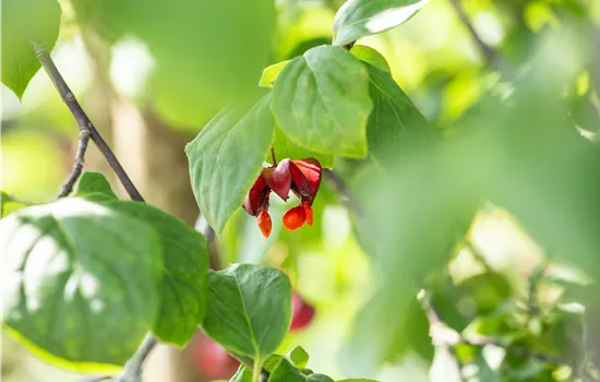Euonymus europaeus 'Red Cascade'