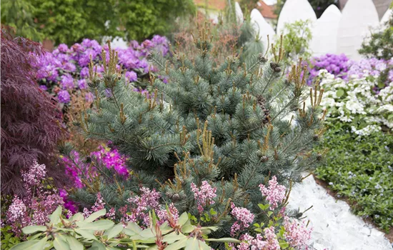 Pinus parviflora 'Negishi' Pinus parviflora 'Negishi'