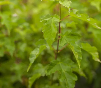 Acer ginnala
