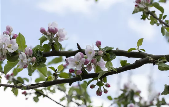 Malus 'Rheinischer Bohnapfel' CAC Malus 'Rheinischer Bohnapfel' CAC