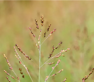 Panicum virgatum 'Heavy Metal'