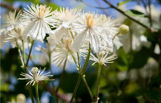 Clematis 'Paul Farges' Clematis 'Paul Farges'