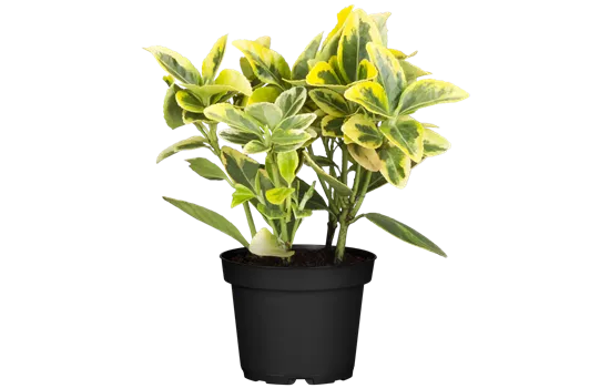 Euonymus fortunei 'Emerald'n Gold'