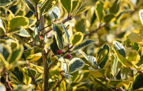 Ilex altaclerensis 'Golden King'