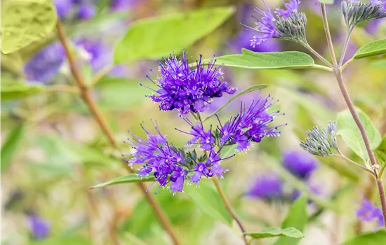 Caryopteris clandonensis 'Heavenly Blue' Caryopteris clandonensis 'Heavenly Blue'