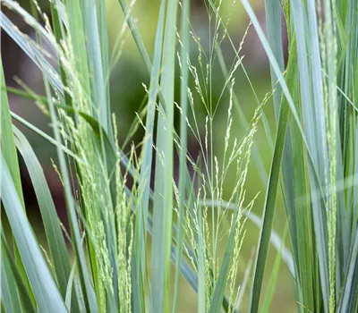 Panicum virgatum 'Northwind'