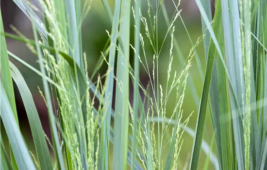 Panicum virgatum 'Northwind' Panicum virgatum 'Northwind'