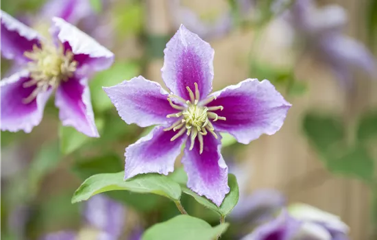 Clematis 'Piilu' Clematis 'Piilu'