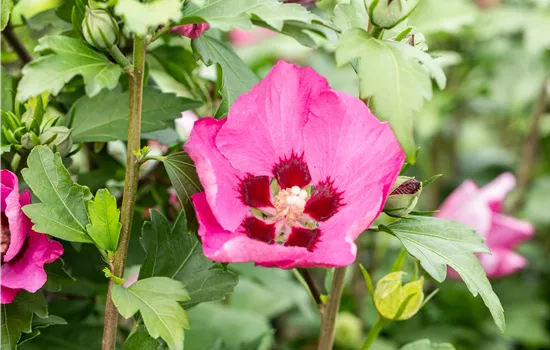 Hibiscus syriacus 'Big Hibiskiss' Hibiscus syriacus 'Big Hibiskiss'
