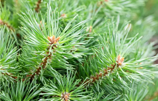 Pinus sylvestris 'Martham' Pinus sylvestris 'Martham'