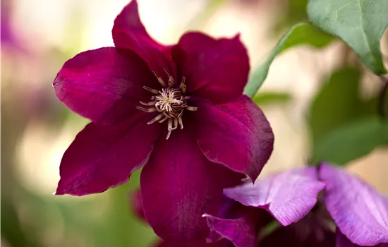 Clematis 'Rouge Cardinal' Clematis 'Rouge Cardinal'