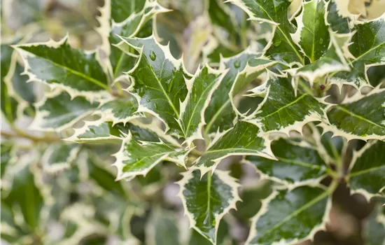 Ilex aquif.'Argentea Marginata' Ilex aquif.'Argentea Marginata'