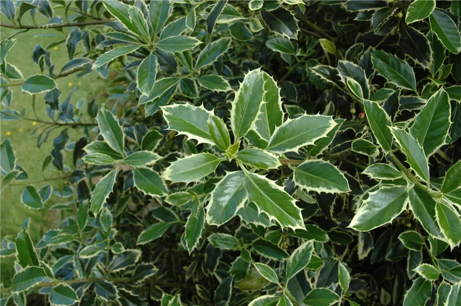 Ilex aquif.'Argentea Marginata'