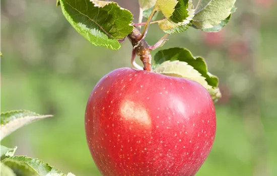 Malus 'Roter Aloisius'