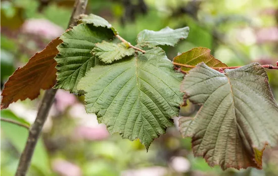 Corylus maxima 'Purpurea'