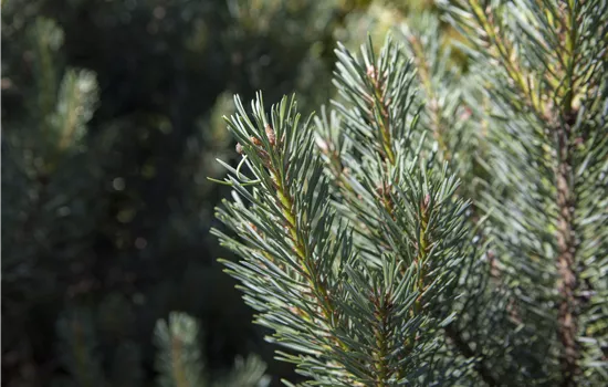 Pinus sylvestris 'Sandringham' Pinus sylvestris 'Sandringham'
