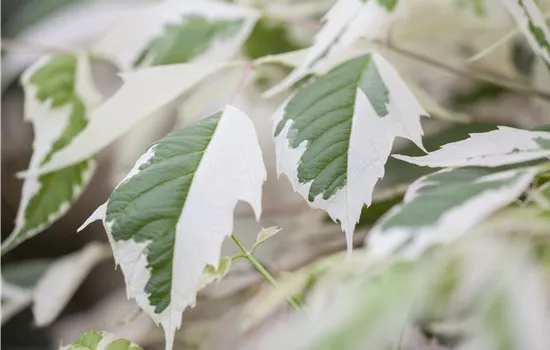 Acer negundo 'Flamingo' Acer negundo 'Flamingo'