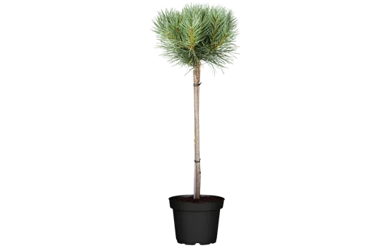 Pinus sylvestris 'Watereri'