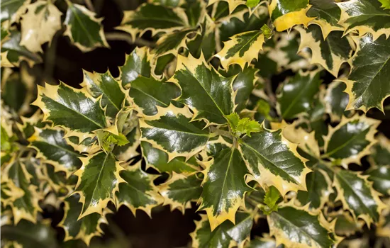 Ilex aquif.'Silver Queen' Ilex aquif.'Silver Queen'