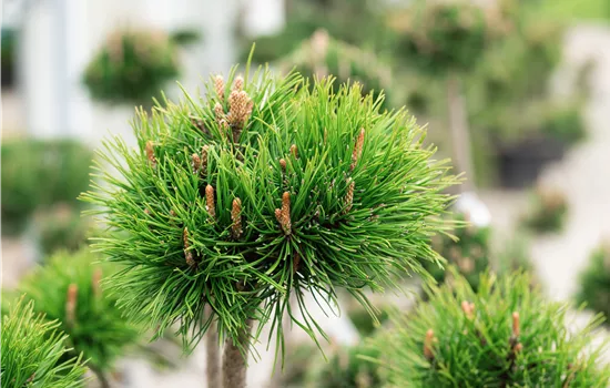 Pinus uncinata