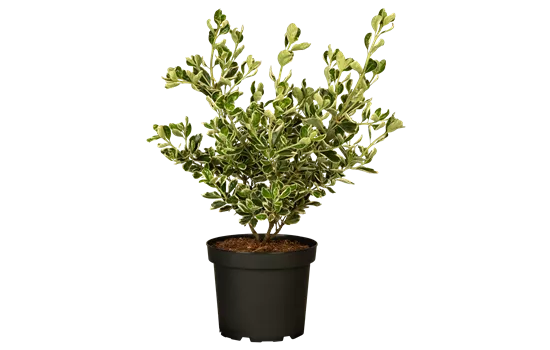 Euonymus japonicus 'Kathy' -S-