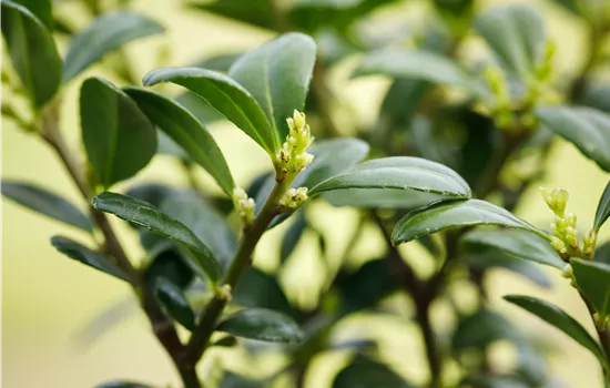 Ilex crenata 'Dark Green' -R- Ilex crenata 'Dark Green' -R-