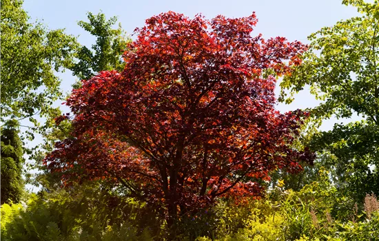 Acer palmatum 'Beni-maiko' Acer palmatum 'Beni-maiko'