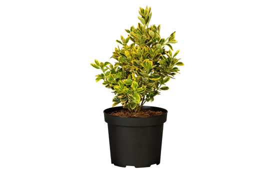 Euonymus japonicus 'Marieke'