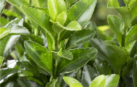 Euonymus japonicus 'Microphyllus'