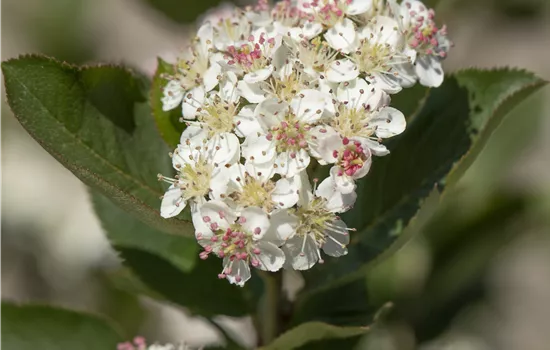 Aronia arbutifolia 'Brilliant' Aronia arbutifolia 'Brilliant'
