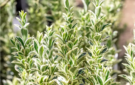 Euonymus japonicus 'White Spire'