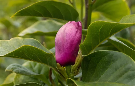 Magnolia 'Black Tulip' Magnolia 'Black Tulip'