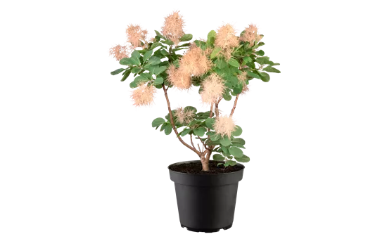 Cotinus coggygria 'Smokey Joe' -R-
