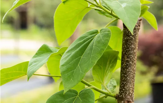 Paulownia tomentosa Paulownia tomentosa