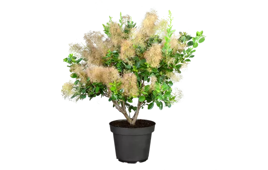 Cotinus coggygria 'Young Lady' -S-