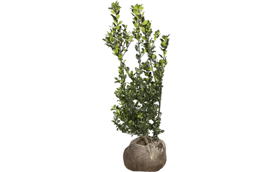 Ilex meserveae 'Blue Prince' -R- Ilex meserveae 'Blue Prince' -R-